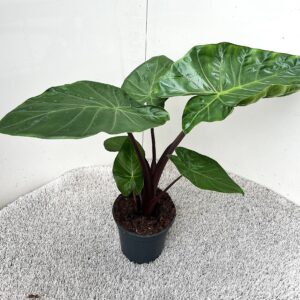 Alocasia Imperial Red
(1 Plants/Order)(21cmP 95cmH)