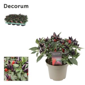 Capsicum annuum Torero Purple Capscium
(8 Plants/Order)(13cmP 23cmH)