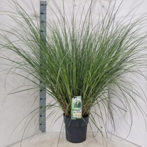 Cortaderia selloana Pumila
(1 Plants/Order)(29cmP 130cmH)