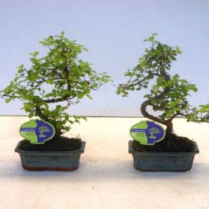 Bonsai Sageretia theezans, 15cm., shape, without drip tray
(10 Plants/Order)(15cmP 30cmH)