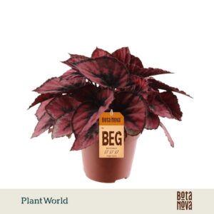 Begonia Magic Colours Red Kiss rex
(8 Plants/Order)(12cmP 25cmH)