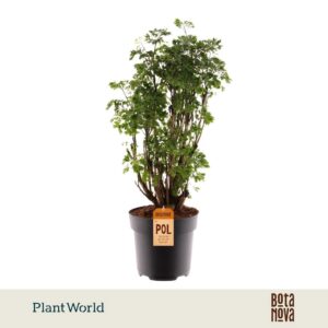 Polyscias Roble busch
(6 Plants/Order)(17cmP 60cmH)