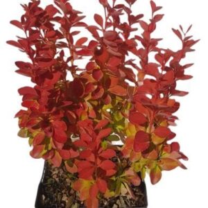 Berberis thunbergii 'Orange Ice'® P17
(6 Plants/Order)(17cmP 35cmH)