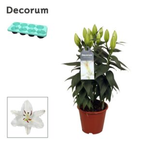 Lilium Oxygen Oriental white 13cm
(8 Plants/Order)(13cmP 40cmH)