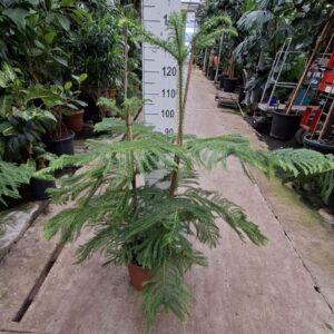 Araucaria heterophylla
(1 Plants/Order)(30cmP 140cmH)