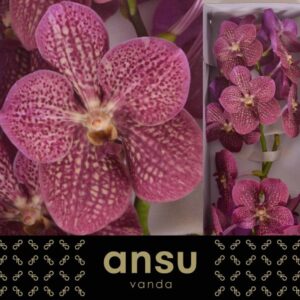 Vanda Nitaya Tropical Punch Vanda Nitaya Tropical Punch
(16 Plants/Order)(cmP 25cmH)