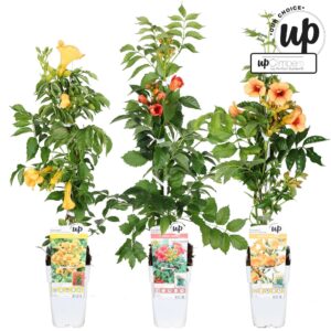 Campsis x tagliabuana Our Choice mix laag P15
(50 Plants/Order)(15cmP 65cmH)