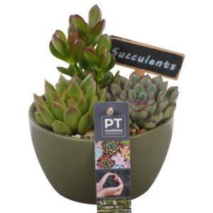 Succulenten PTSU8446 Arrangement in Ceramics schaaltje
(6 Plants/Order)(14cmP 17cmH)