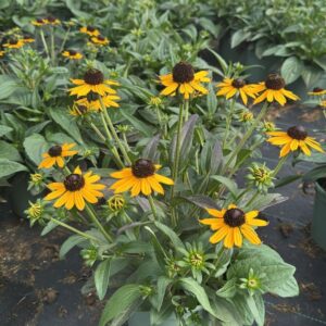 Rudbeckia Little Goldstar
(1 Plants/Order)(17cmP 35cmH)