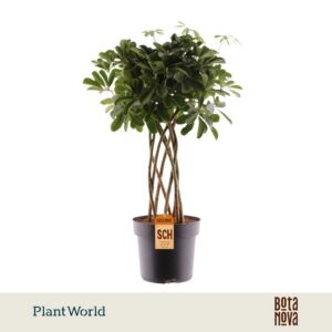 Schefflera Compacta (Nora) koker
(1 Plants/Order)(24cmP 85cmH)