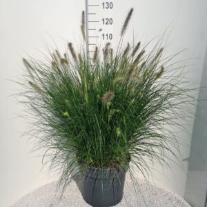 Pennisetum alopecuroides Hameln
(1 Plants/Order)(40cmP 100cmH)