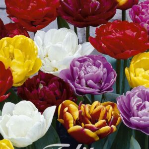 Droge Bulbs Tulipa Double Late Mixed x10 12/+
(10 Plants/Order)(20cmP 55cmH)