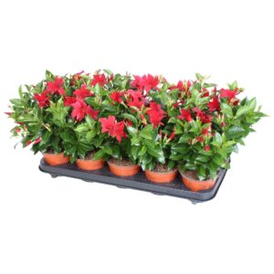 Mandevilla Rio Deep Red red 3 stek per Pot
(6 Plants/Order)(12cmP 20cmH)