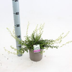 Daboecia cantabrica Creeping White'
(1 Plants/Order)(15cmP 20cmH)