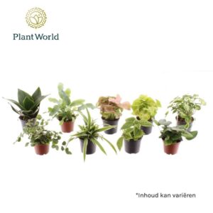 Indoor plants Keen on Green mix Florida 7 cm
(16 Plants/Order)(7cmP 15cmH)