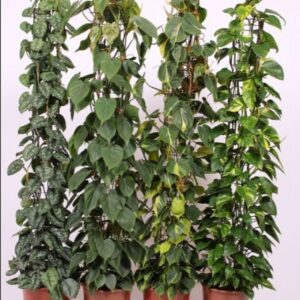 Indoor plants Mixkar gaasrek
(10 Plants/Order)(27cmP 160cmH)