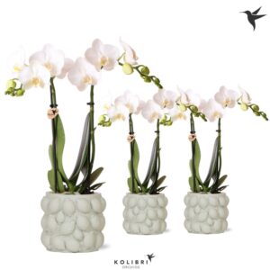 Phalaenopsis Multiflora white 2 spike in Citrus Pot green
(6 Plants/Order)(9cmP 40cmH)
