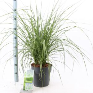 Pennisetum alopecuroides
(1 Plants/Order)(23cmP 100cmH)