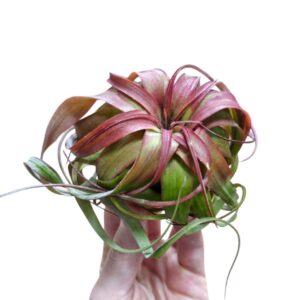 Tillandsia Tillandsia Eric Knobloch
(6 Plants/Order)(12cmP 8cmH)