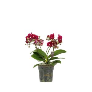 Phalaenopsis Multiflora Jungle P12 Sparrow 3-5 spike
(10 Plants/Order)(12cmP 40cmH)