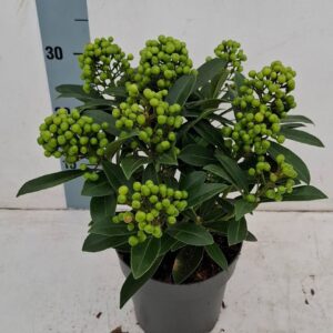 Skimmia japonica Pabella 17cm 8-9 receme
(6 Plants/Order)(17cmP 40cmH)
