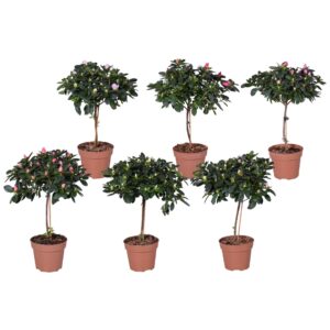 Rhododendron op stam Azalea Vogel mixed 13cm
(6 Plants/Order)(13cmP 40cmH)