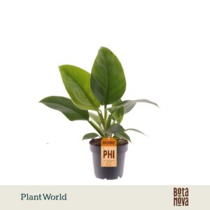 Philodendron Imperial Green
(10 Plants/Order)(12cmP 40cmH)