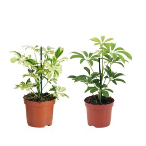 Schefflera Schefflera mix P9
(18 Plants/Order)(9cmP 20cmH)