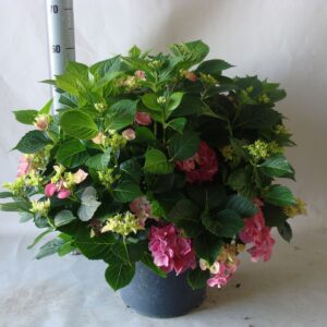 Hydrangea Early Blue pink 29 cm
(1 Plants/Order)(29cmP 60cmH)