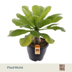 Hawaiian Palm Birghamia Brighamia insignis
(4 Plants/Order)(21cmP 45cmH)