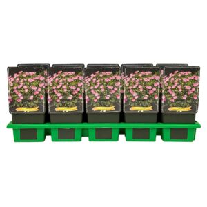 Geranium sanguineum striatum
(10 Plants/Order)(11cmP 25cmH)