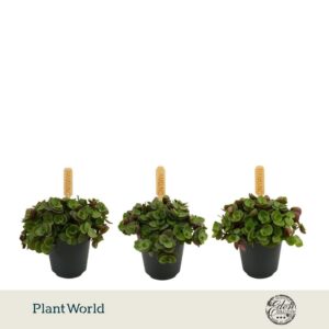 Callisia Turtle 5,5cm
(20 Plants/Order)(5.5cmP 10cmH)