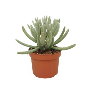 Senecio scaposus 10,5 cm
(10 Plants/Order)(10.5cmP 16cmH)
