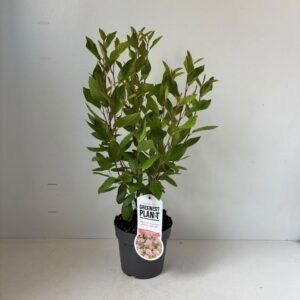 Ceanothus x pallidus Marie Simon
(1 Plants/Order)(17cmP 55cmH)