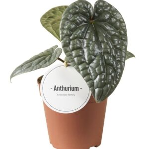 Anthurium Leaf Anthurium Luxurians
(8 Plants/Order)(12cmP 25cmH)