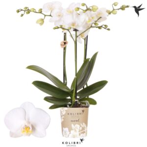 Phalaenopsis Multiflora Sweden 3 spike
(12 Plants/Order)(9cmP 40cmH)