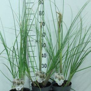 Cortaderia selloana Junior' P19
(3 Plants/Order)(19cmP 120cmH)