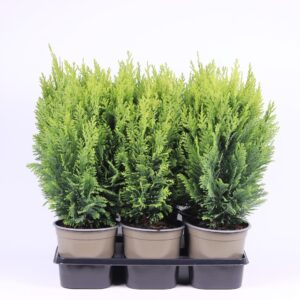 Chamaecyparis law. 'Ellwood's Empir
(6 Plants/Order)(15cmP 45cmH)
