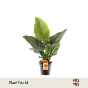 Philodendron Imperial Green
(7 Plants/Order)(14cmP 40cmH)