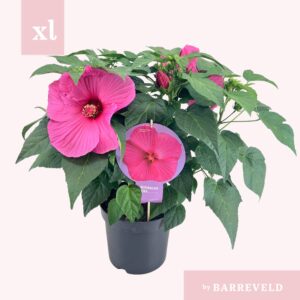 Hibiscus Extreme Hot Pink Imp XXL pink
(1 Plants/Order)(23cmP 70cmH)