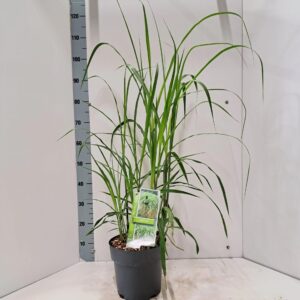 Miscanthus x giganteus Miscanthus sin. 'Giganteus'
(1 Plants/Order)(23cmP 115cmH)