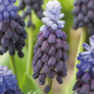 Droge Bulbs Muscari Latifolium x15 5/6
(10 Plants/Order)(5cmP 20cmH)
