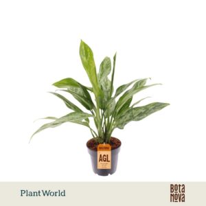 Aglaonema Green Lady
(10 Plants/Order)(12cmP 35cmH)