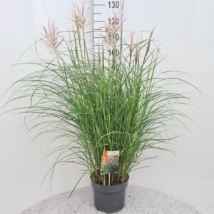 Miscanthus Red Chief Sin. P26
(1 Plants/Order)(26cmP 110cmH)