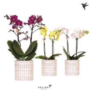 Phalaenopsis mixed 2 spike in Mozaiek Pot
(7 Plants/Order)(9cmP 40cmH)