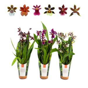 Orchideeen Inca Cambria mix Duo Cascade 9cm luxury jungle cover
(8 Plants/Order)(9cmP 35cmH)
