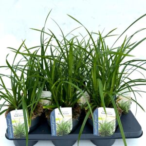 Carex morrowii Carex Morrowii Irish Green
(6 Plants/Order)(15cmP 25cmH)