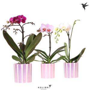 Phalaenopsis mixed mix 1 spike in Painted Stripe pink
(8 Plants/Order)(9cmP 40cmH)