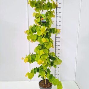 Cercis canadensis Cercis can. 'The Rising Sun' 175-200C12
(1 Plants/Order)(30cmP 200cmH)