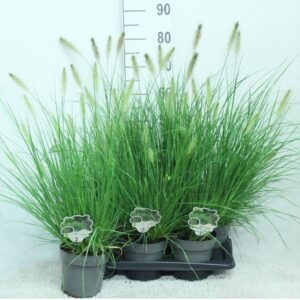 Pennisetum alopecuroides Hameln
(6 Plants/Order)(17cmP 80cmH)